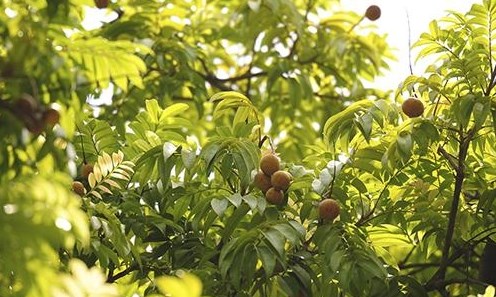 Cây âm nhạc (Bài đọc hiểu tiếng Việt lớp 4- đề số 16)